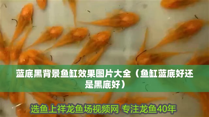 藍底黑背景魚缸效果圖片大全（魚缸藍底好還是黑底好）