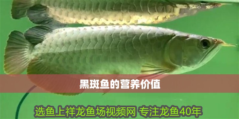 黑斑魚的營養價值
