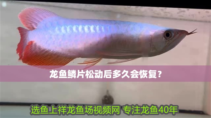 龍魚鱗片松動后多久會恢復？
