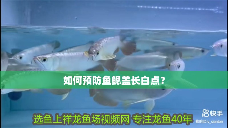 如何預防魚鰓蓋長白點？ 如何預防魚鰓蓋長白點？ 龍魚百科
