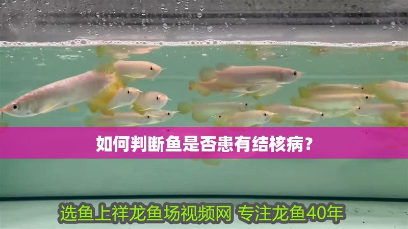 如何判斷魚是否患有結核病？