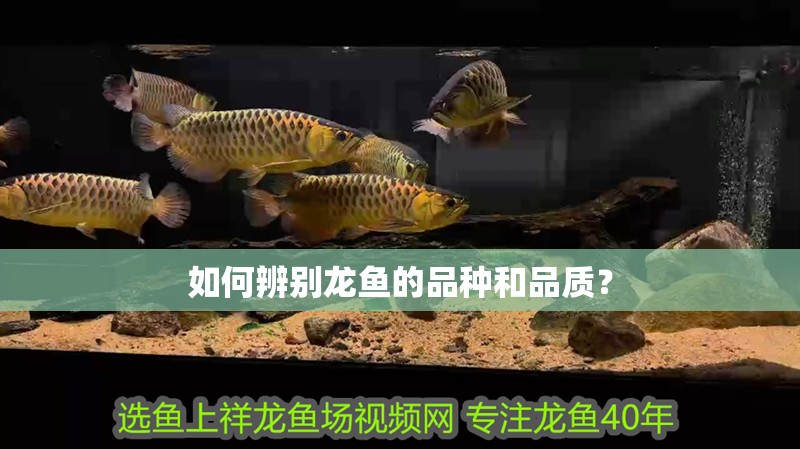 如何辨別龍魚的品種和品質(zhì)？