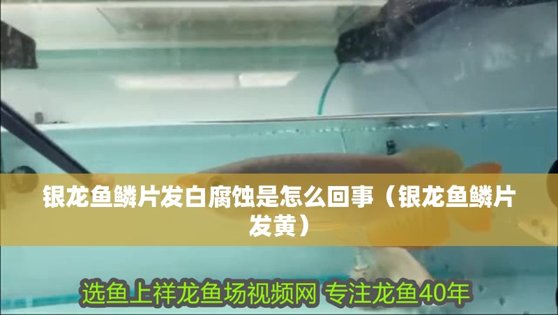 銀龍魚鱗片發白腐蝕是怎么回事（銀龍魚鱗片發黃） 銀龍魚鱗片發白腐蝕是怎么回事（銀龍魚鱗片發黃） 銀龍魚百科