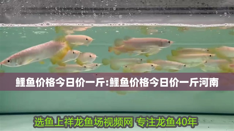 鯉魚價格今日價一斤:鯉魚價格今日價一斤河南