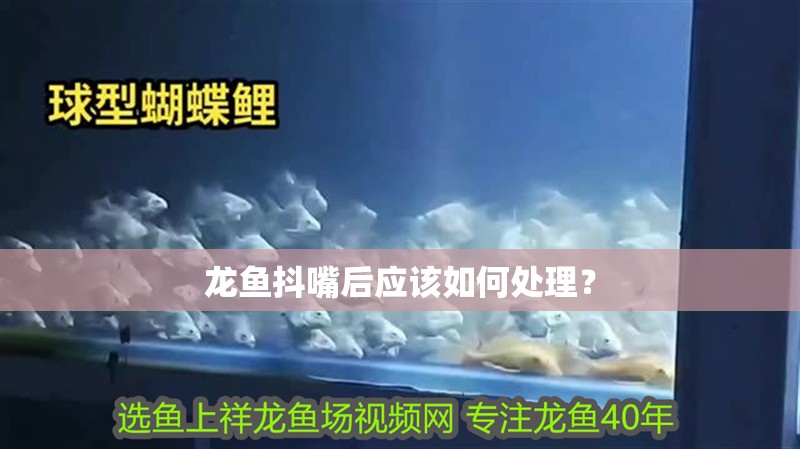 龍魚抖嘴后應(yīng)該如何處理？