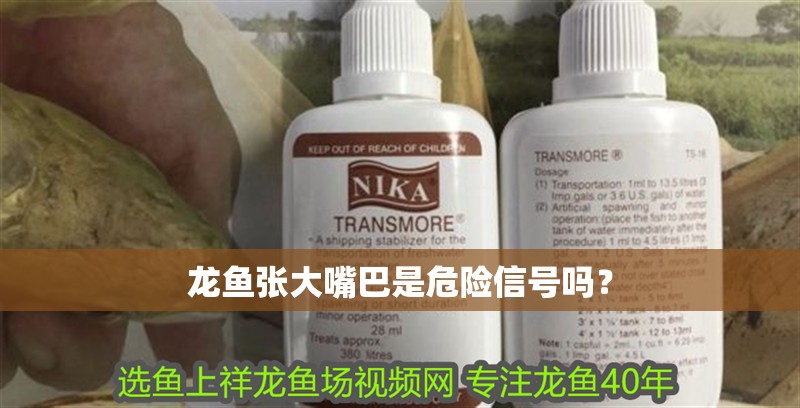 龍魚張大嘴巴是危險(xiǎn)信號(hào)嗎？