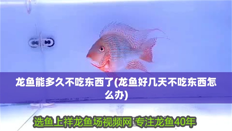 龍魚能多久不吃東西了(龍魚好幾天不吃東西怎么辦)
