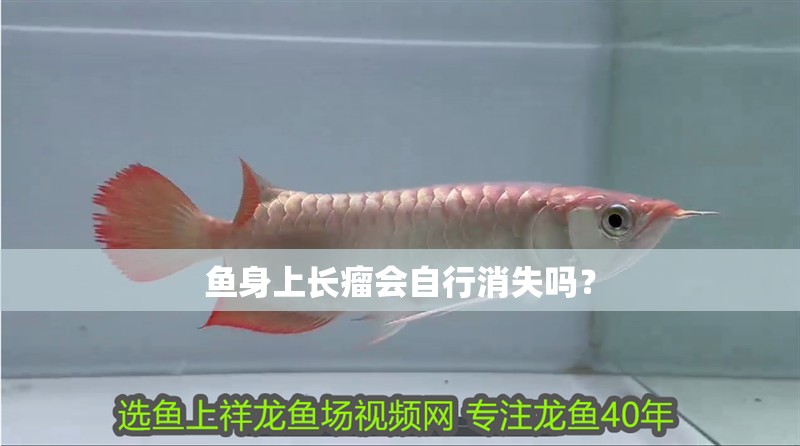 魚身上長瘤會自行消失嗎？