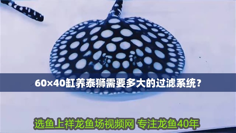 60×40缸養(yǎng)泰獅需要多大的過濾系統(tǒng)？