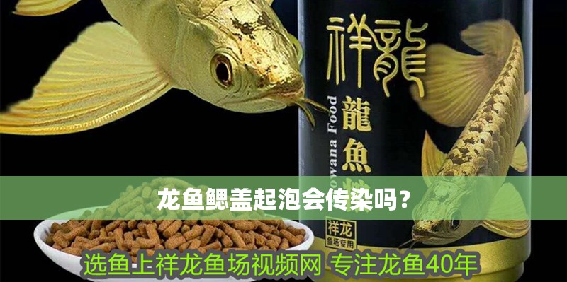 龍魚鰓蓋起泡會傳染嗎？