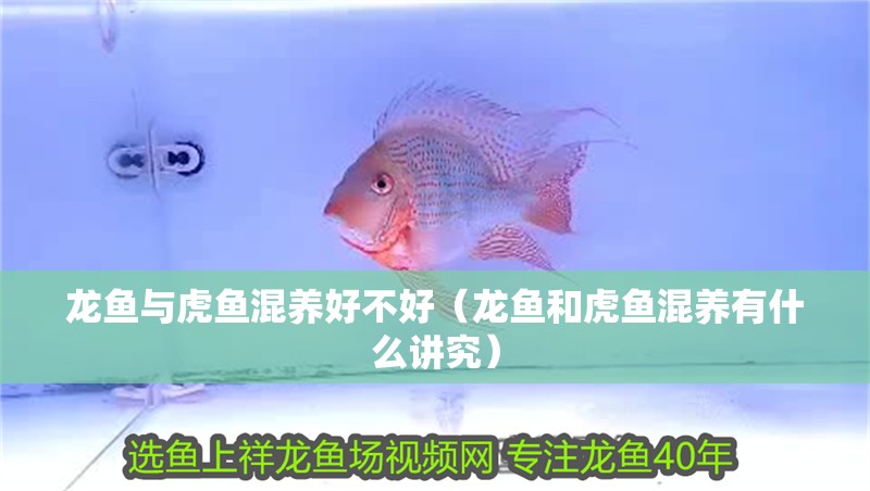 龍魚與虎魚混養好不好（龍魚和虎魚混養有什么講究） 龍魚與虎魚混養好不好（龍魚和虎魚混養有什么講究） 觀賞魚百科