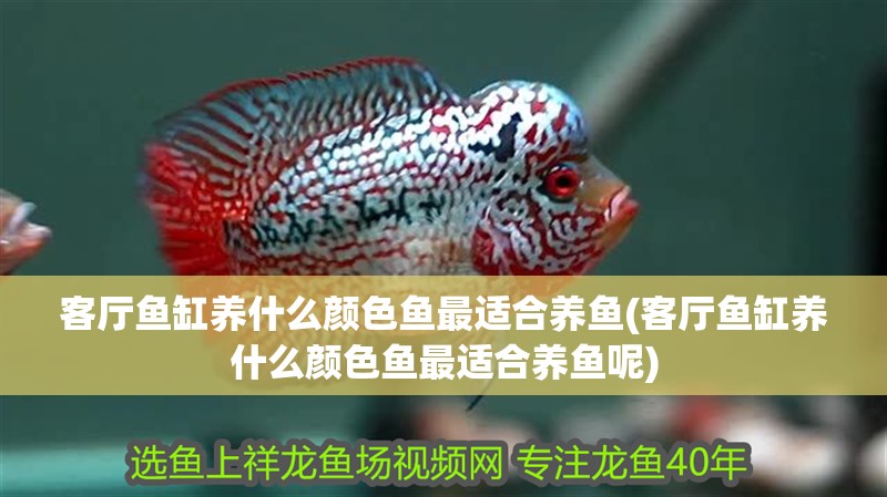 客廳魚缸養什么顏色魚最適合養魚(客廳魚缸養什么顏色魚最適合養魚呢)