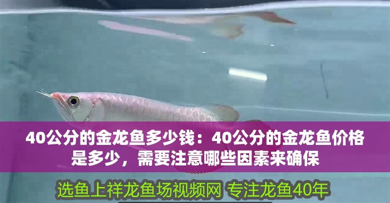 40公分的金龍魚多少錢：40公分的金龍魚價格是多少，需要注意哪些因素來確保