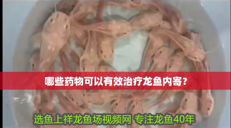 哪些藥物可以有效治療龍魚內寄？