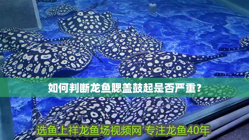 如何判斷龍魚腮蓋鼓起是否嚴重？
