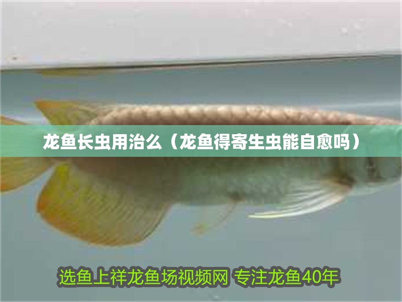 龍魚長蟲用治么（龍魚得寄生蟲能自愈嗎）
