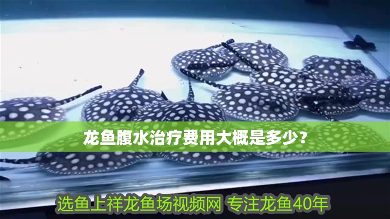 龍魚腹水治療費用大概是多少？