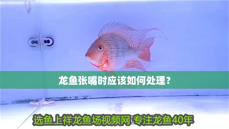 龍魚張嘴時(shí)應(yīng)該如何處理？