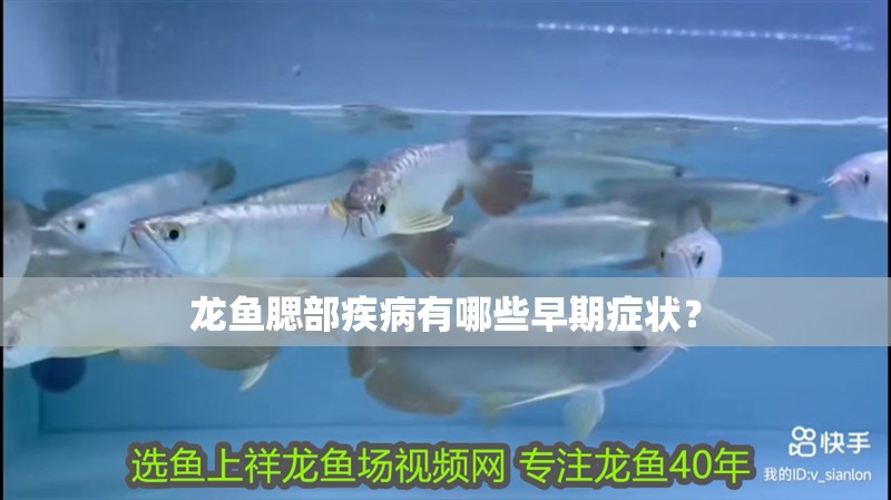 龍魚腮部疾病有哪些早期癥狀？