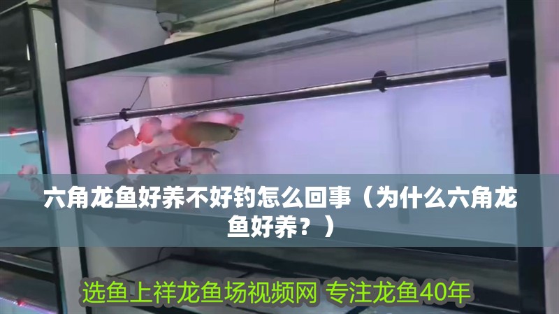 六角龍魚好養不好釣怎么回事（為什么六角龍魚好養？）