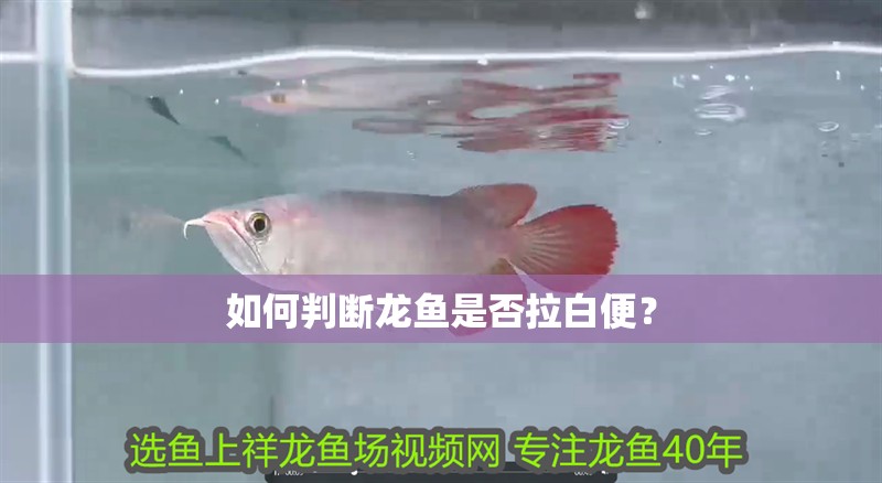 如何判斷龍魚(yú)是否拉白便？