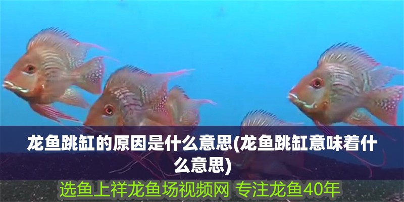 龍魚跳缸的原因是什么意思(龍魚跳缸意味著什么意思)