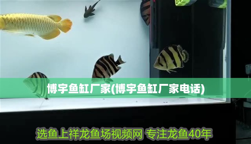 博宇魚缸廠家(博宇魚缸廠家電話)
