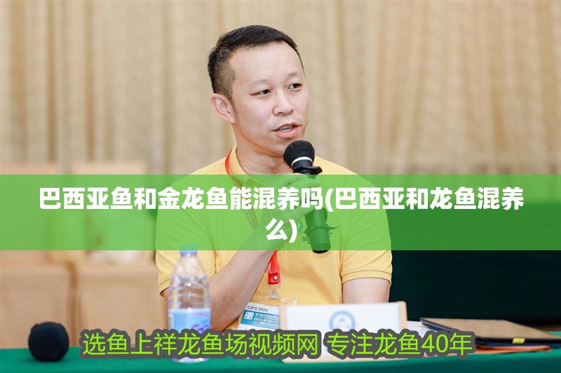 巴西亞魚和金龍魚能混養嗎(巴西亞和龍魚混養么) 巴西亞魚和金龍魚能混養嗎(巴西亞和龍魚混養么) 觀賞魚百科