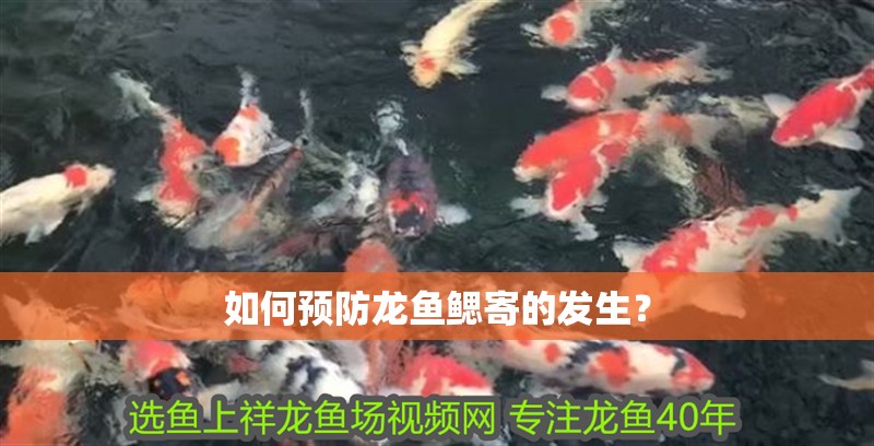 如何預防龍魚鰓寄的發生？