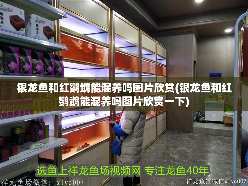 銀龍魚和紅鸚鵡能混養嗎圖片欣賞(銀龍魚和紅鸚鵡能混養嗎圖片欣賞一下) 銀龍魚和紅鸚鵡能混養嗎圖片欣賞(銀龍魚和紅鸚鵡能混養嗎圖片欣賞一下) 觀賞魚百科