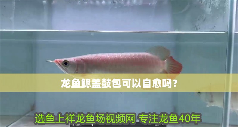 龍魚鰓蓋鼓包可以自愈嗎？ 龍魚鰓蓋鼓包可以自愈嗎？ 龍魚百科