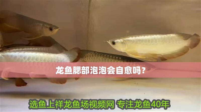 龍魚腮部泡泡會自愈嗎？