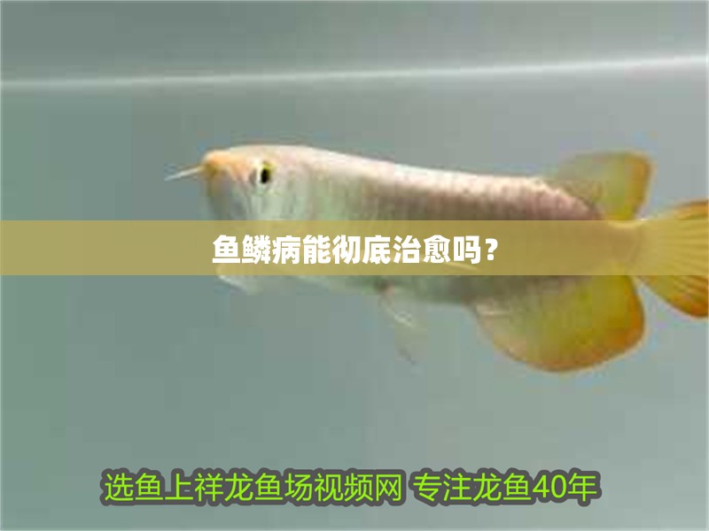 魚(yú)鱗病能徹底治愈嗎？ 魚(yú)鱗病能徹底治愈嗎？ 龍魚(yú)百科