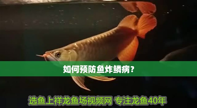 如何預防魚炸鱗病？