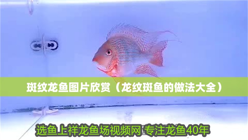 斑紋龍魚圖片欣賞（龍紋斑魚的做法大全）