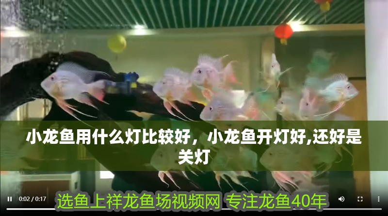 小龍魚用什么燈比較好，小龍魚開燈好,還好是關燈