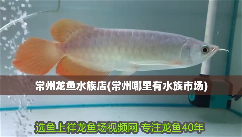 常州龍魚(yú)水族店(常州哪里有水族市場(chǎng))