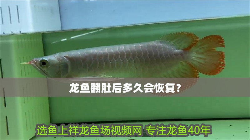 龍魚(yú)翻肚后多久會(huì)恢復(fù)？