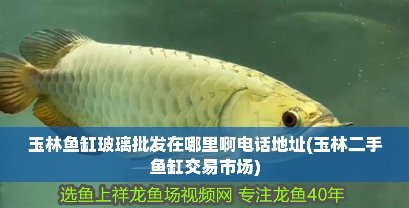 玉林魚缸玻璃批發在哪里啊電話地址(玉林二手魚缸交易市場)
