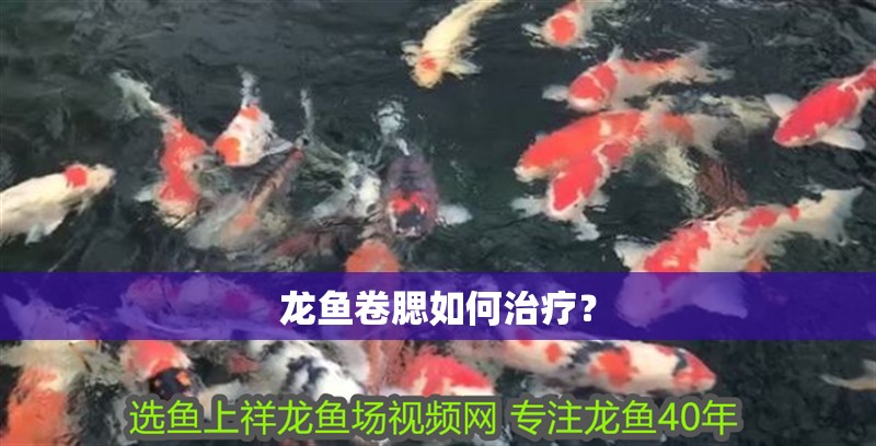 龍魚卷腮如何治療？
