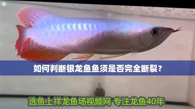 如何判斷銀龍魚魚須是否完全斷裂？