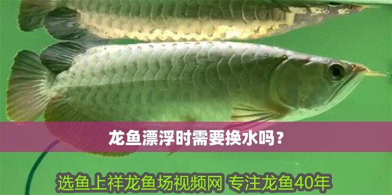 龍魚漂浮時需要換水嗎？
