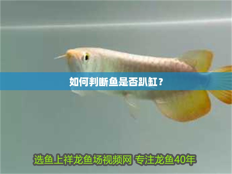 如何判斷魚是否趴缸？