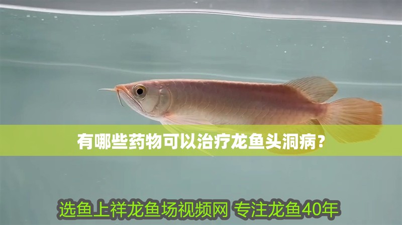 有哪些藥物可以治療龍魚頭洞病？
