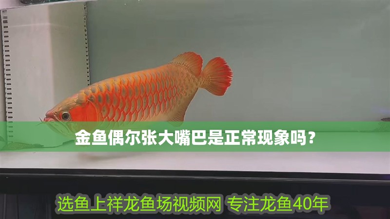 金魚偶爾張大嘴巴是正常現象嗎？ 金魚偶爾張大嘴巴是正常現象嗎？ 龍魚百科