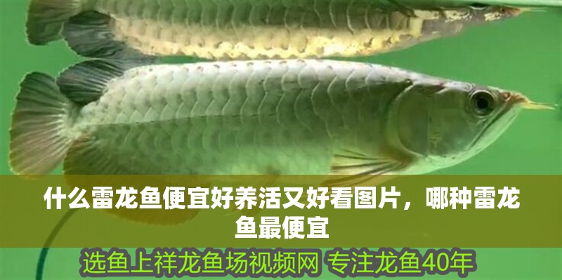 什么雷龍魚便宜好養(yǎng)活又好看圖片，哪種雷龍魚最便宜