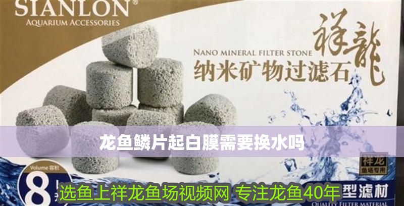 龍魚鱗片起白膜需要換水嗎