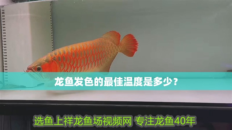 龍魚發色的最佳溫度是多少？