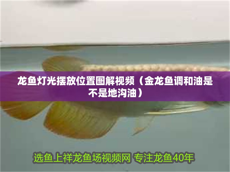 龍魚燈光擺放位置圖解視頻（金龍魚調和油是不是地溝油）