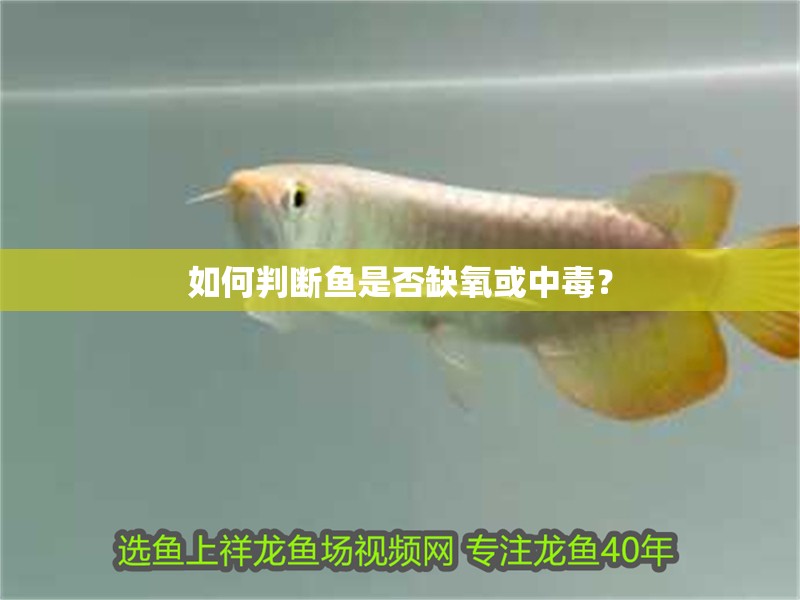 如何判斷魚是否缺氧或中毒？